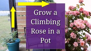 Grow a Climbing Rose in a Pot [upl. by Eiramyelhsa]