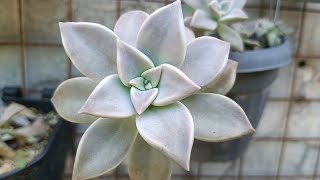 Graptopetalum Paraguayense Ghost Plant •Succulent in Lowland [upl. by Dlaniger]