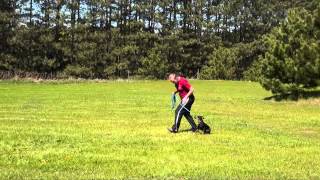 Winston Manchester Terrier Obedience Training demonstrations [upl. by Eladnek]