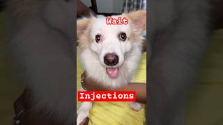 Wait🤫🤔  injection  wait shortsfeed pets dogshorts trending reels [upl. by Inus]