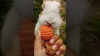 Rabbit eating carrot 🥕🥕shortvideo houserabbit fypシ゚viral cute pets bunny shorts farm carrot [upl. by Stevy640]