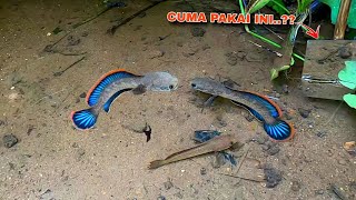 SANGAT BERUNTUNG MENEMUKAN CHANNA LIMBATA SEGAN4S INI  Cara Unik Mancing Ikan Channa Limbata [upl. by Daj]