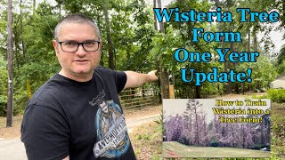 How to Train Wisteria into a Tree Form  One Year Update [upl. by Berthoud]