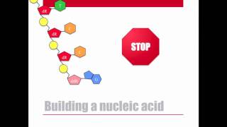 Dideoxy DNA Sequencing [upl. by Lavine]