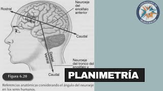 Generalidades de Neuroanatomía  Planimetría [upl. by Melise]