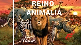 Reino Animalia o Animal  HD [upl. by Edelsten]