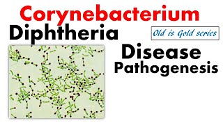 Corynebacterium diphtheriae microbiology lecture  Pathogenesis treatment disease symptoms toxin [upl. by Kilroy171]