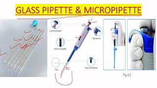 MICROPIPETTE USE IN MICROBIOLOGY IN BENGALI [upl. by Annah692]