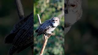 Mottled wood owl 🦉🥰 birds nature owlwildbirdlife youtubeshortsyoutube viralvideoviralshort [upl. by Maude]