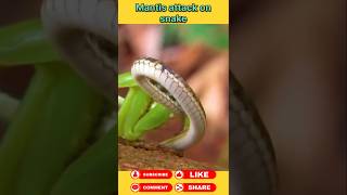 Snake vs mantis animals wildanimal shortsviral [upl. by Barn511]