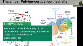 EMBO Workshop Subcortical sensory circuits visual auditory somatosensory and beyond [upl. by Mello634]