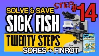 Step 14 of Koivets 20 Step Fish Illness Help  Bacterial Infections [upl. by Sterrett861]