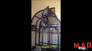 Cursing swearing parrots and cockatoos compilation [upl. by Ecirpac454]