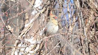 Female Northern Cardinal Singing [upl. by Voss550]