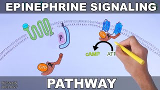 Epinephrine Signaling Pathway [upl. by Sharma]