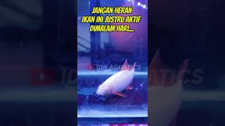 Redfin Albino ikan pembersih aquarium yearofyou shortviral [upl. by Tnilk]