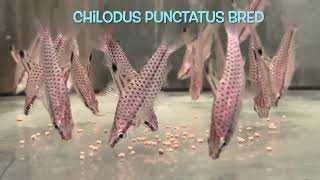 Chilodus punctatus bred [upl. by Tove]