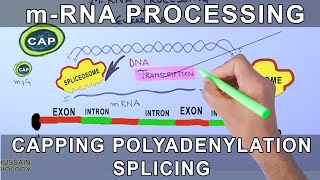 Overview of mRNA Processing in Eukaryotes [upl. by Madda760]