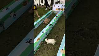 Tortoise and Rabbit are race doglover [upl. by Mongeau]