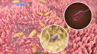 Mutational Signature in Colorectal Cancer caused by Genotoxic pks E coli [upl. by Sclar]