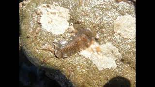 Marine Flatworm Hylocelis californica Malibu [upl. by Htaeh]