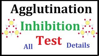 Agglutination Inhibition test Pregnancy Test [upl. by Llenehc]