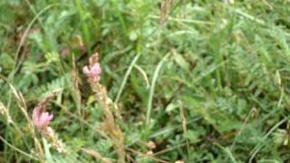 Türkenklee  Schmetterlingsblütler  Trockensteingebiet Höhfeldplatte Thüngersheim [upl. by Eiwoh]