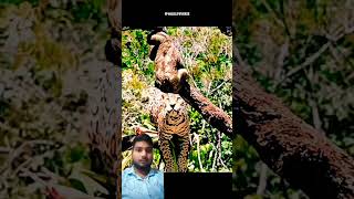 लायन jump😱😱 wildlife slothlove animals sloth leopard cheetah disney ashukumarvlogs [upl. by Terpstra]