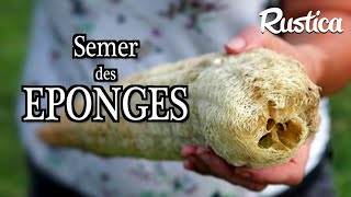 Semer et cultiver la courge éponge Luffa une éponge végétale [upl. by Renata]