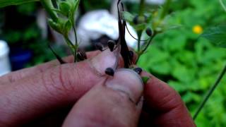 Spotted geranium seed dispersal [upl. by Lesser]