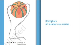 Phylum Ctenophora NEET comb jellies comb plates statocyst beroe pleurobrachia cydipid ctenoplana [upl. by Ellah874]