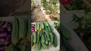 Grow food youtubeshorts shorts organicfood shortvideo trending [upl. by Ahsinnod]