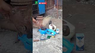 Pigeon treatment  Pigeon tips video  shorts pigeon kobutor [upl. by Patrizio]