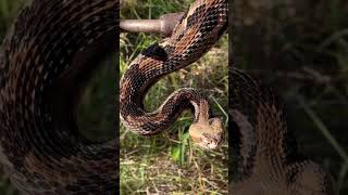 Canebrake rattlesnake Venomous shortsfeed nature nature [upl. by Nyleimaj34]