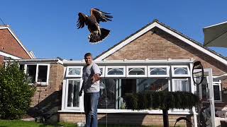 HARRIS HAWK FREE at last after the moult [upl. by Janka423]