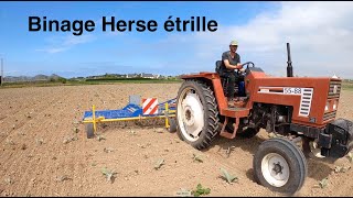 binage à la herse étrille agriculture [upl. by Bar]