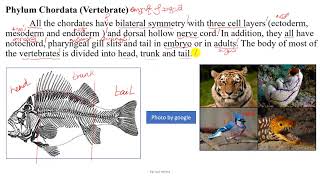 Grade 10 Chapter 1 Phylum Chordata Vertebrate [upl. by Yenahs250]