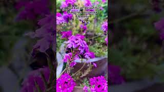 A pot full of Verbena flower youtube garden shortvideo youtubeshort ytshort [upl. by Nawj]