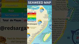 Sargassum Seaweed Map of Mexicos Caribbean Coast released on April 29 2024 mexico seaweed [upl. by Ylagam]