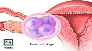 How The Embryo Develops After Fertilisation  Human Development Animation  Zygote Cell Division Vid [upl. by Odiug343]