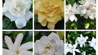 Exploring the Enchanting World of Gardenias A Guide to 16 Different VarietiesPlantZone [upl. by Alwin]