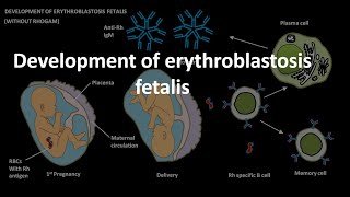 Erythroblastosis fetalis development [upl. by Atiz]