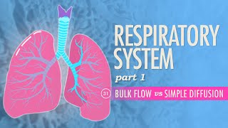 Respiratory System Part 1 Crash Course Anatomy amp Physiology 31 [upl. by Nobe]