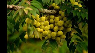 How To Plant Gooseberry Tree Phyllanthus Acidus In The Home For Beginners Home [upl. by Lenneuq]