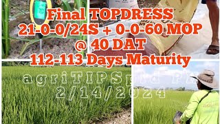 Final TOPDRESSING  PI Panicle Initiation 210024S  0060 MOP SL20H SL8H amp LP2096 [upl. by Dar]