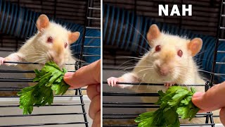 When Rats are on a diet 😄🥬 ratmomlena [upl. by Petua]