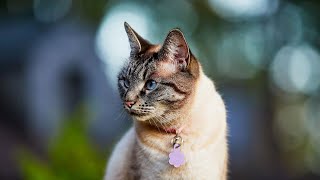 Lynx Point Siamese Cat  Facts Brief History amp Everything You Need To Know [upl. by Nnayram]