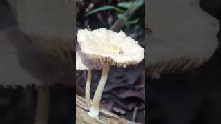 Psathyrella sp mushroom fungi [upl. by Eixam]