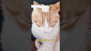 Brushing your cats head with a toothbrush can remind them of their mother cats catcare pettips [upl. by Jarus]