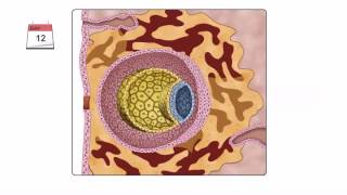 General Embryology  Detailed Animation On Second Week Of Development [upl. by Ahsha]